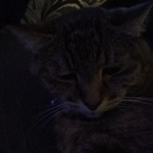 Meet your Posher, Joyce